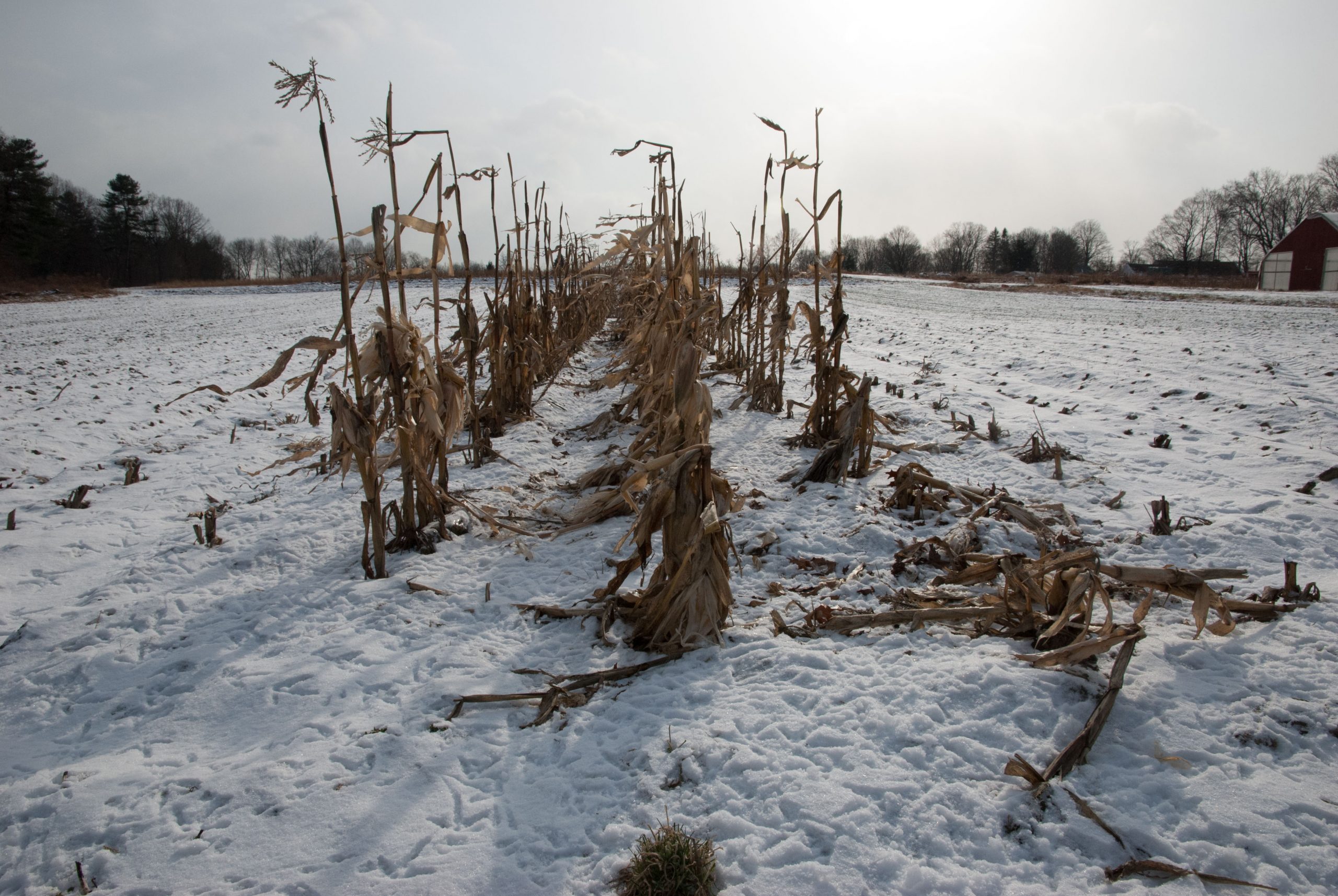 Christmas Trees at Cordelia's Farm