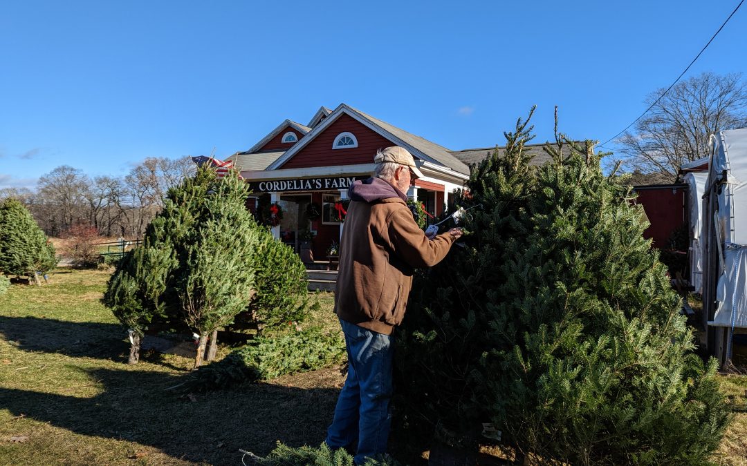 Putting Out Christmas Trees