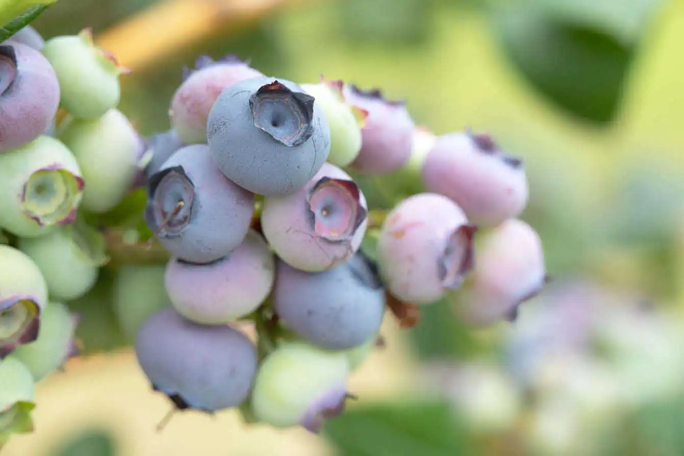 blueberries Christmas Trees at Cordelia's Farm
