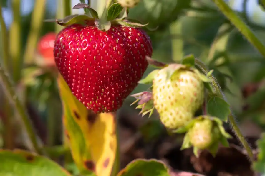 strawberry Christmas Trees at Cordelia's Farm